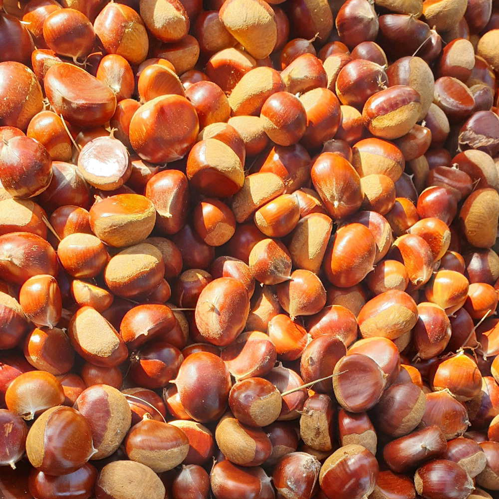 부여농부의 유기농 칼집 대보밤 1kg (대 / 중) 에어프라이어 군밤용 캠핑용밤 유기농밤 산밤 약밤 부여알밤 부여밤