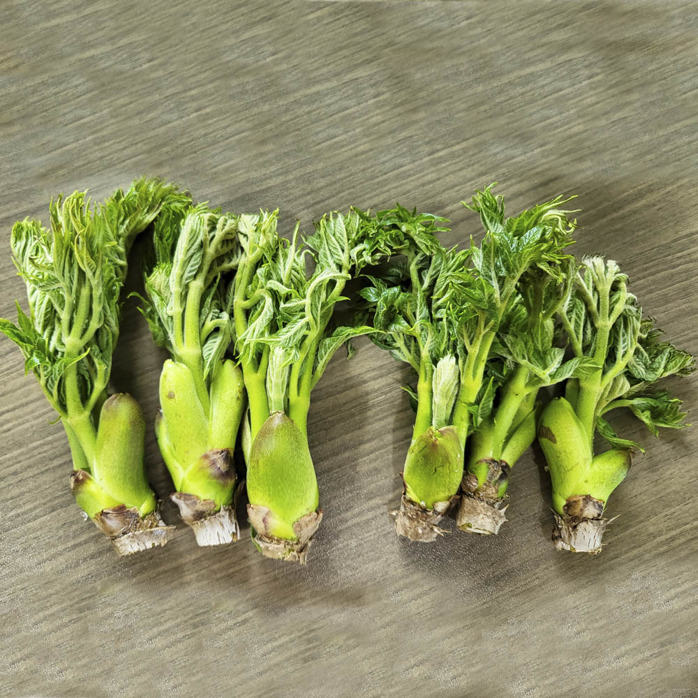 [산지직송] 향긋한 참두릅 원순 옆순 혼합 1kg (500g 2팩) 두릎