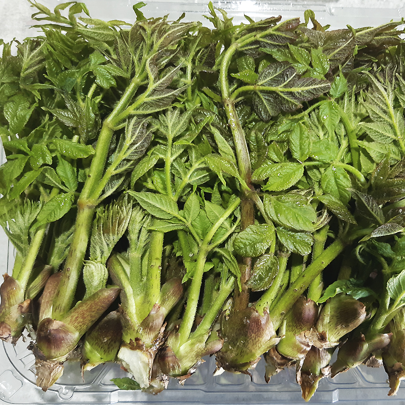 [산지직송] 향긋한 참두릅 원순 옆순 혼합 1kg (500g 2팩) 두릎