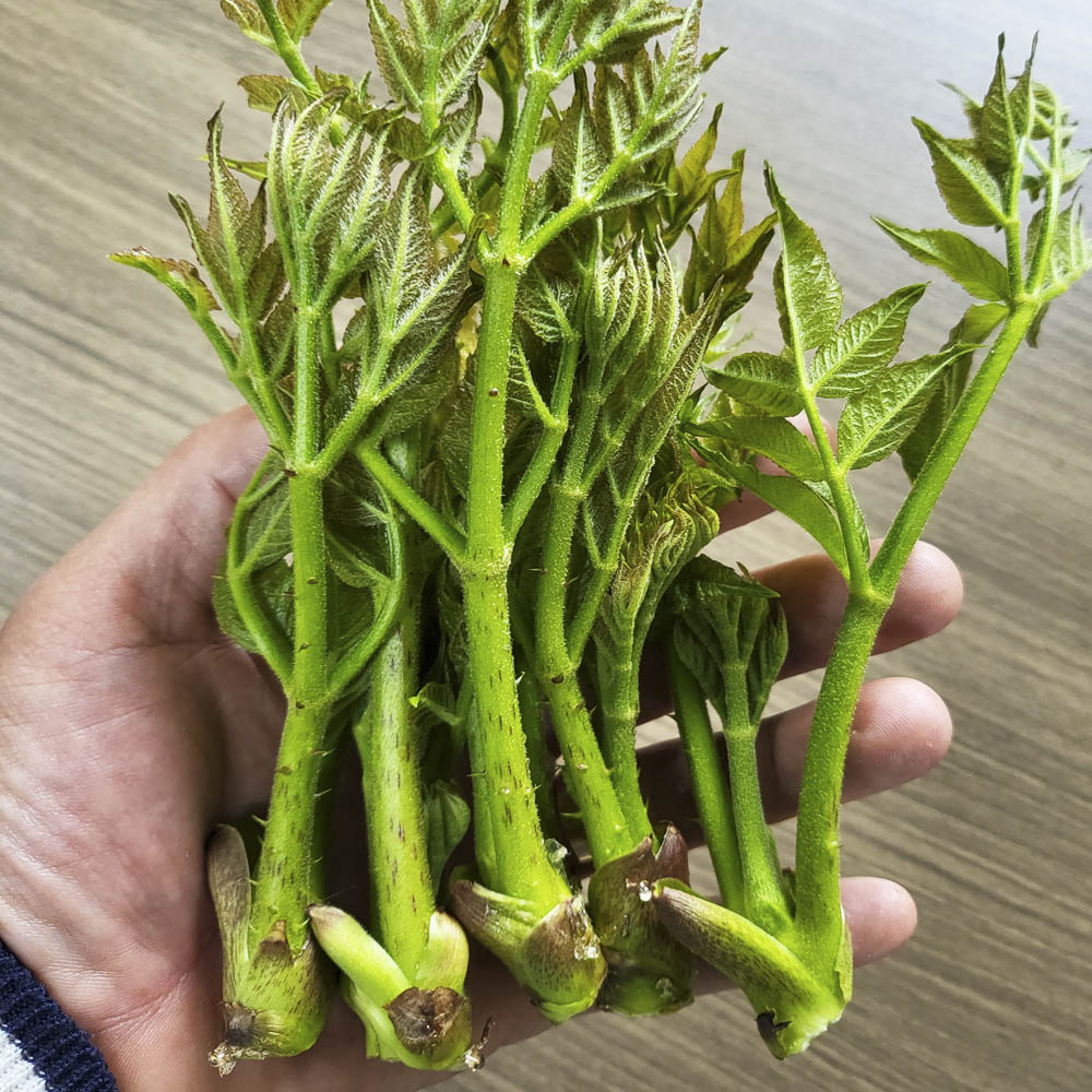 [산지직송] 향긋한 참두릅 원순 옆순 혼합 1kg (500g 2팩) 두릎