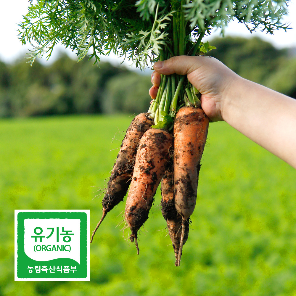 친환경 유기농 제주 당근 특 상 미니 못난이 2kg 3kg 국내산 채소 야채 흙당근