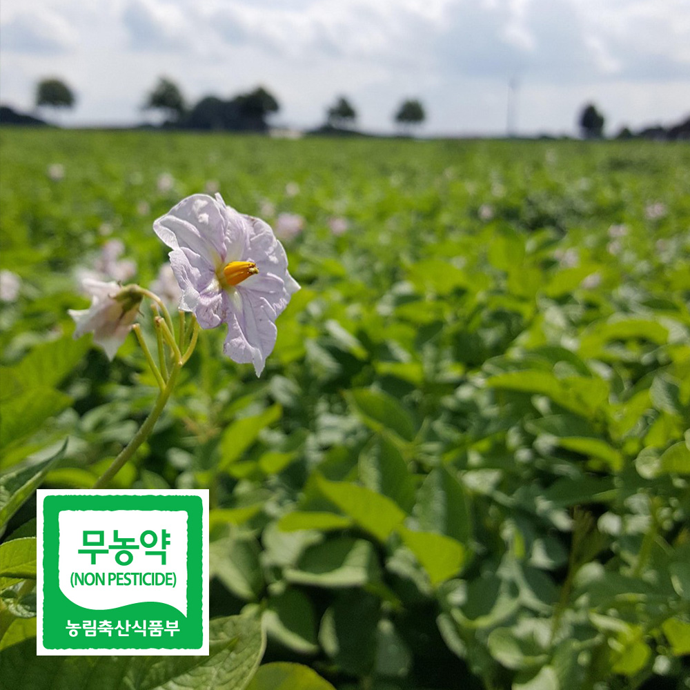 친환경 무농약 수미감자 2kg 3kg 국내산 포슬포슬 햇감자 전남 보성