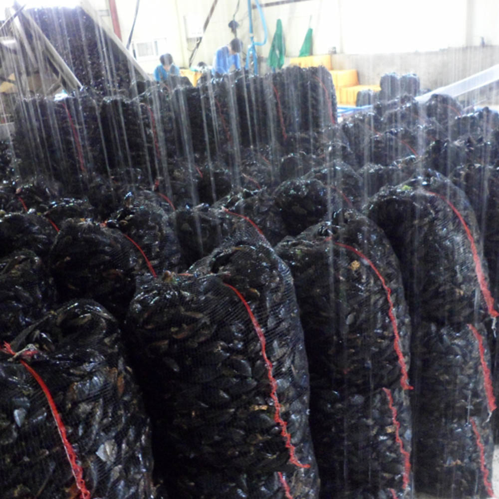 국내산 껍질제거 깐 홍합살 1kg