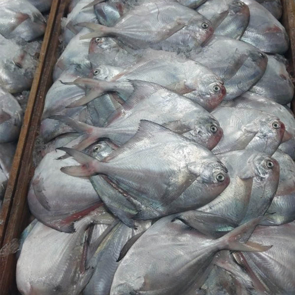국내산 횟감용 생물 병어 6-10미 1kg 내외