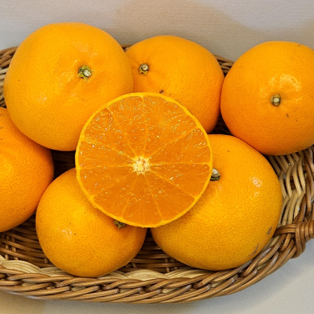 제주 천혜향 제철 고당도 제주천혜향 가정용/ 정품 1.5kg 2kg 3kg 5kg