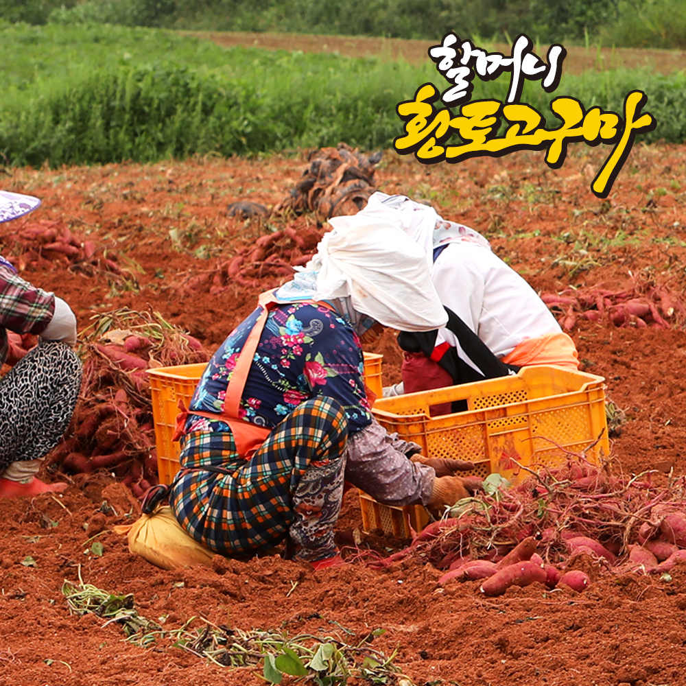 [할머니고구마] 무안 꿀 고구마 베니하루카 특상 3kg ~ 10kg