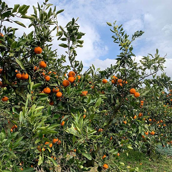 [오커늘푸] 따봉 오렌지 퓨어스펙 5과 10과