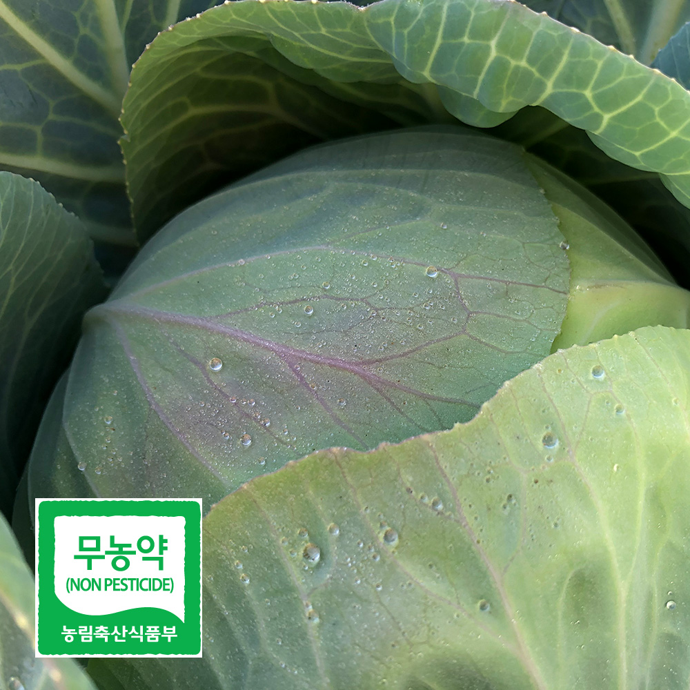 친환경 무농약 양배추 2kg 3kg 국내산 아삭아삭 매일이 가벼워지는 한 끼