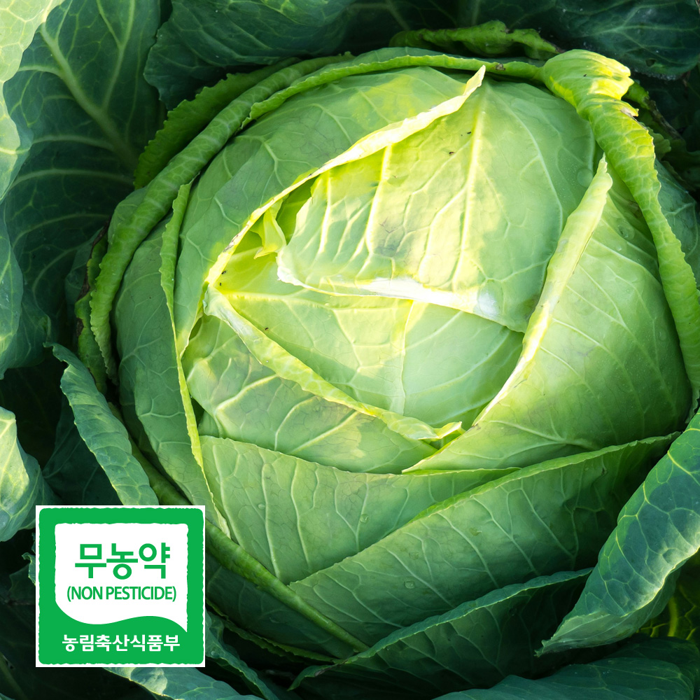 친환경 무농약 양배추 2kg 3kg 국내산 아삭아삭 매일이 가벼워지는 한 끼