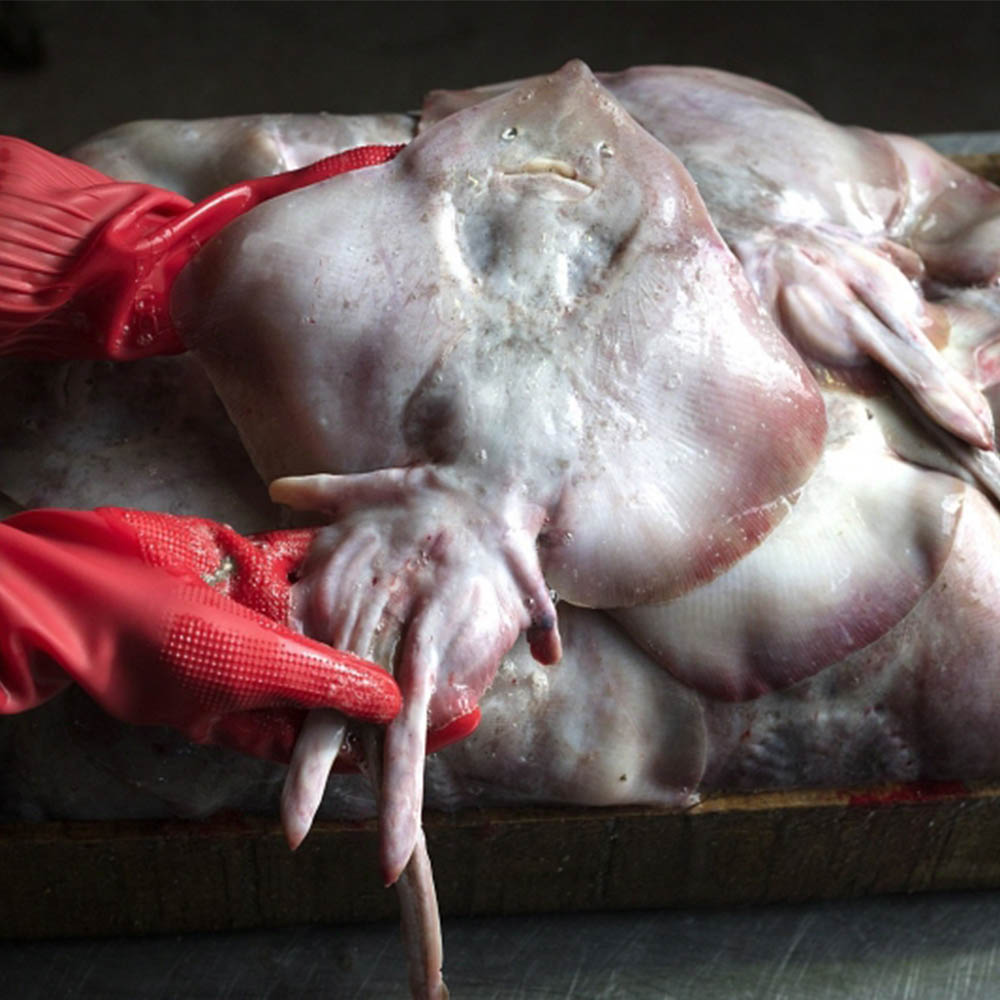 국내산 연안 급냉 간재미 노랑가오리 1kg