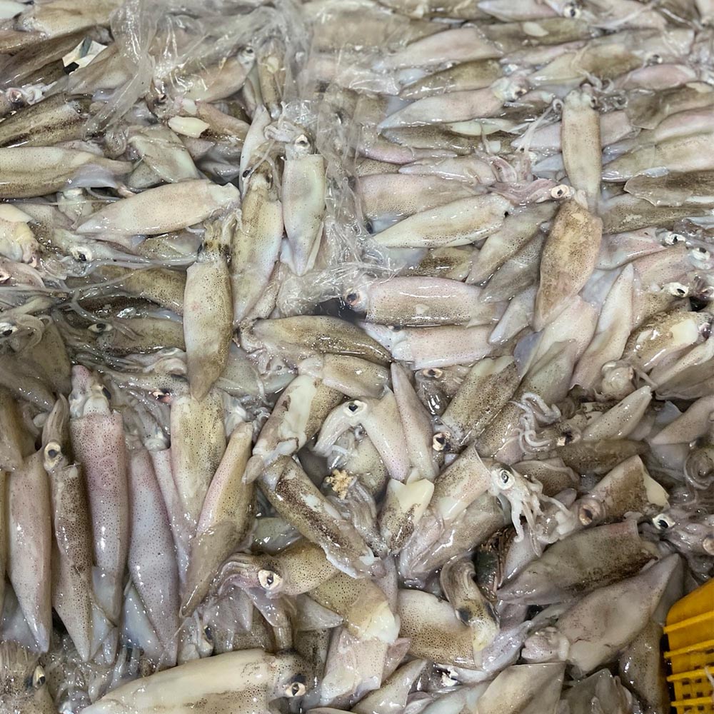 원양산 급냉 총알 한치 500g 12-23미