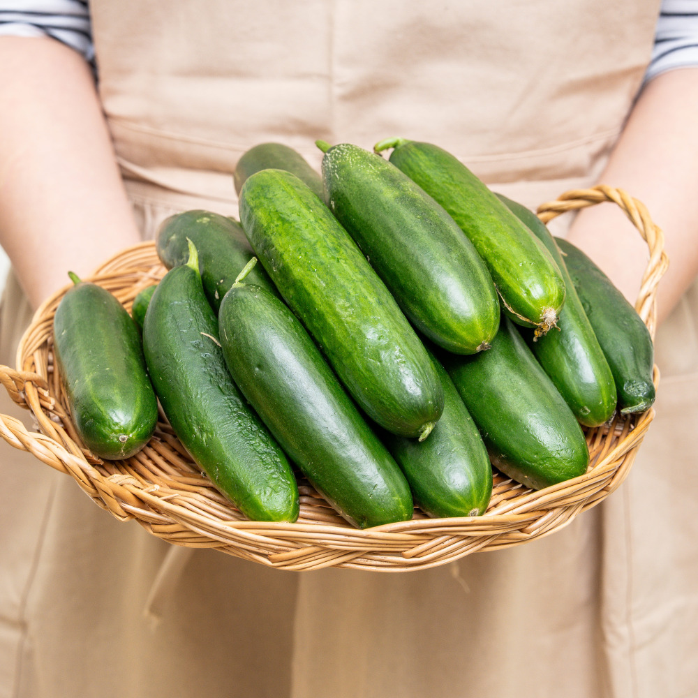 경북 칠곡 수분가득 미니오이 스낵오이 500g 1kg 2kg 꼬마오이