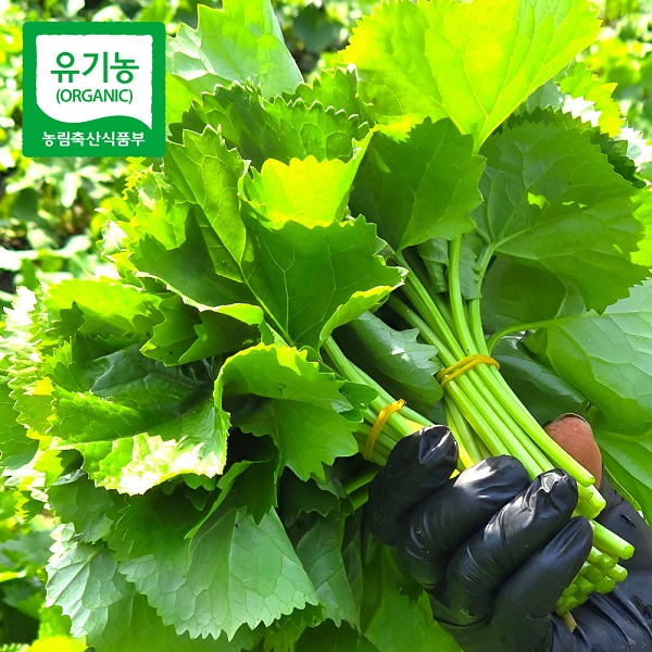 강원도 곰치 곰취 제철 나물 봄나물 1kg