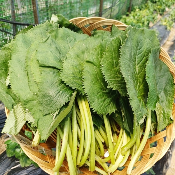 강원도 곰치 곰취 제철 나물 봄나물 1kg