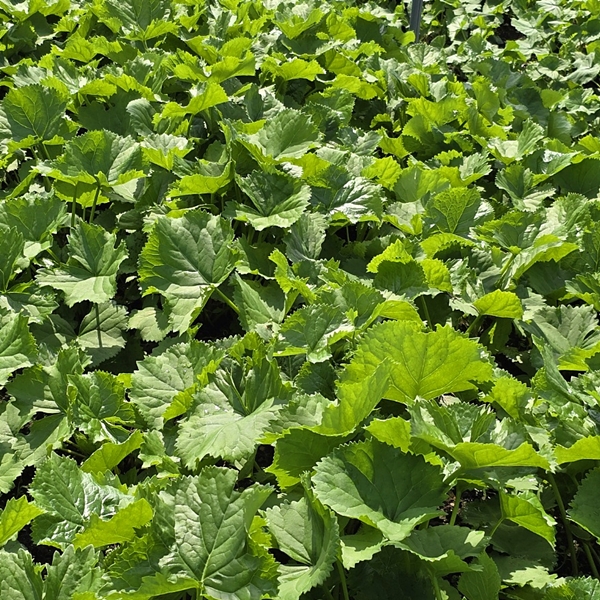 강원도 곰치 곰취 제철 나물 봄나물 1kg