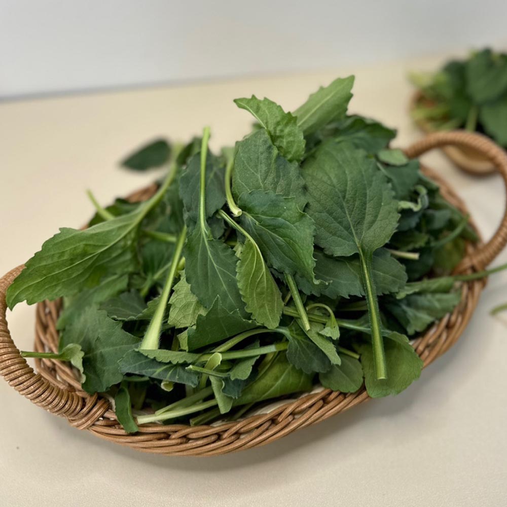 국내산 부지깽이 취나물 500g 1kg 2kg