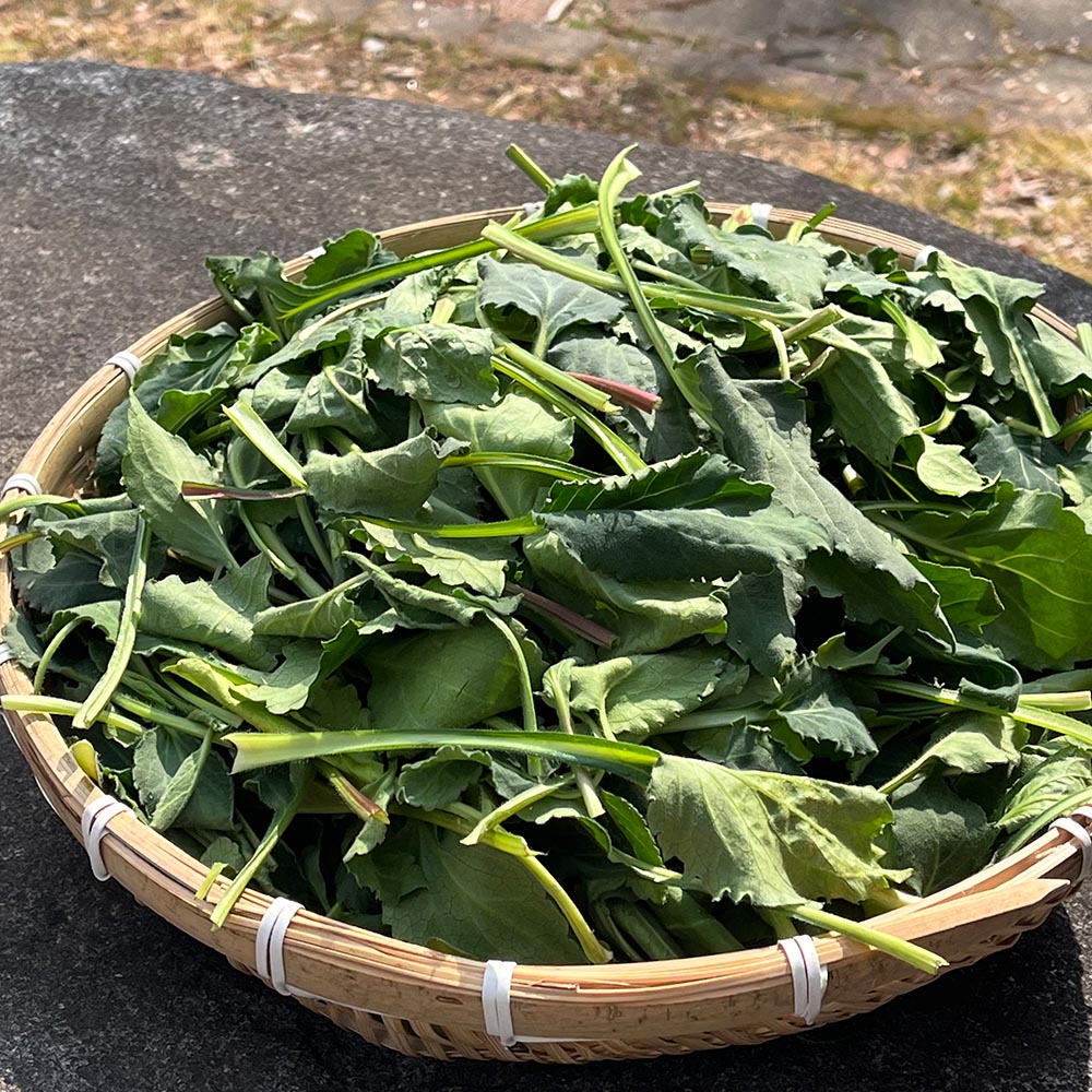 국내산 부지깽이 취나물 500g 1kg 2kg