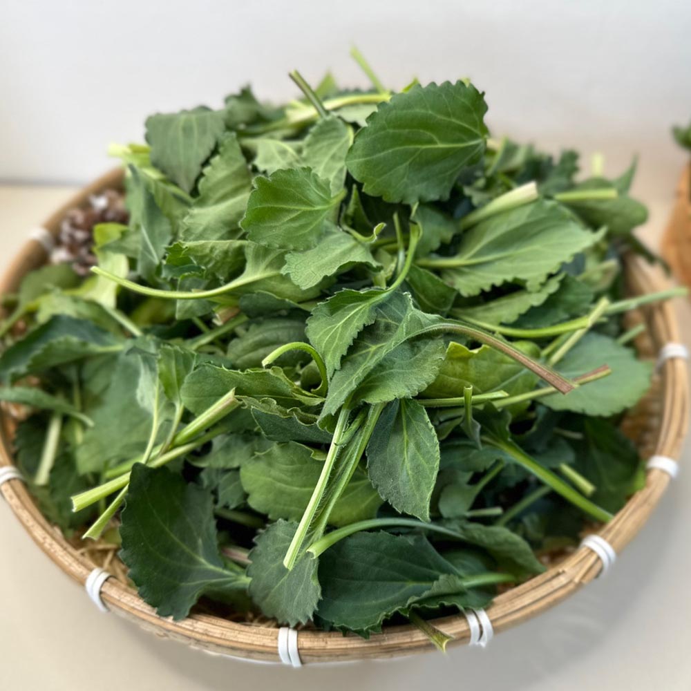 국내산 부지깽이 취나물 500g 1kg 2kg