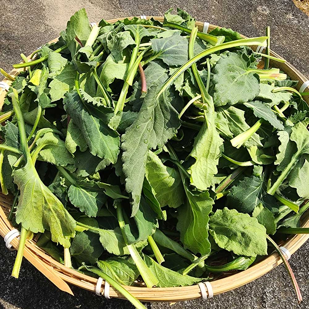국내산 부지깽이 취나물 500g 1kg 2kg 대표이미지 섬네일