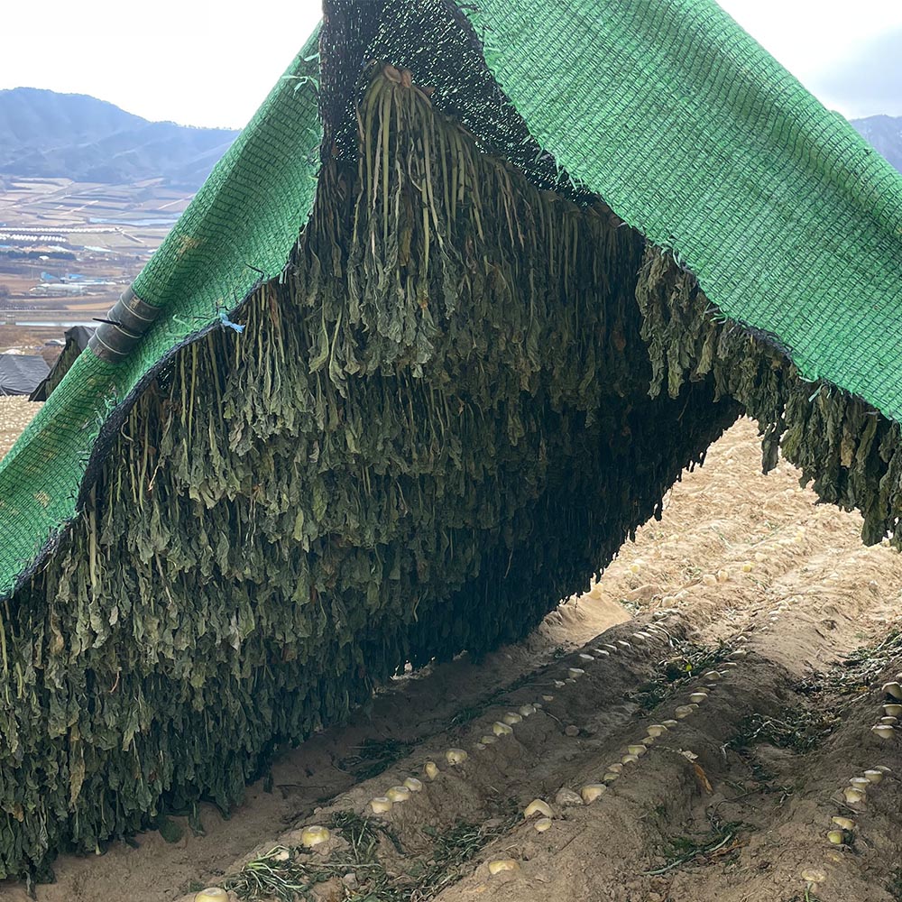 강원도 양구 볼펀치 삶은 시래기 1팩당 200g 5-20팩