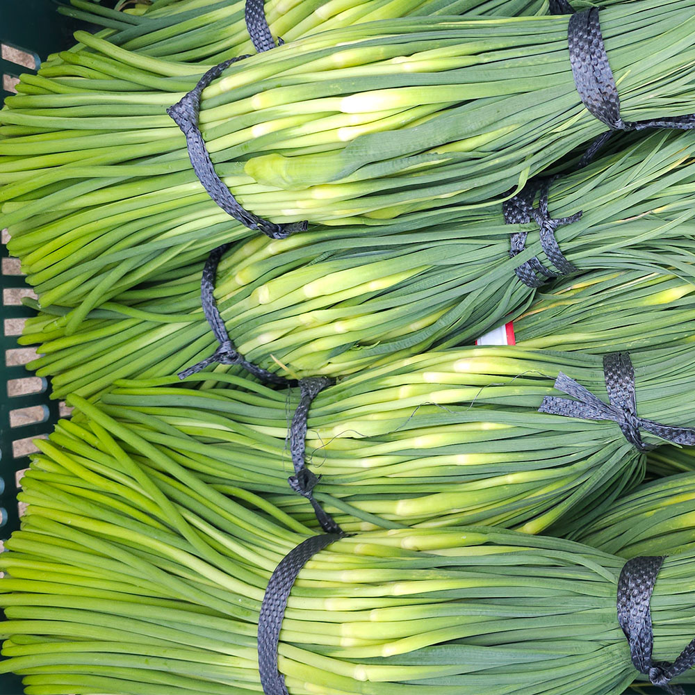 국내산 제철 마늘쫑 1kg