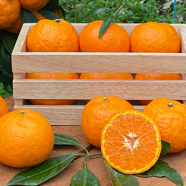 [제주직송] 찐한 카라향 가정용 1.5kg 2.5kg 4.5kg