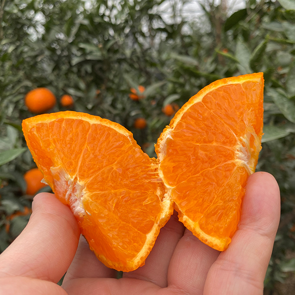 [제주직송] 찐한 카라향 가정용 1.5kg 2.5kg 4.5kg