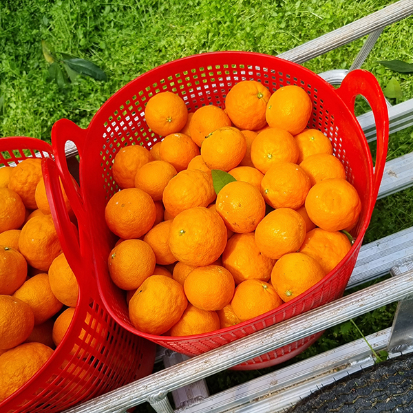 [제주직송] 찐한 카라향 가정용 1.5kg 2.5kg 4.5kg