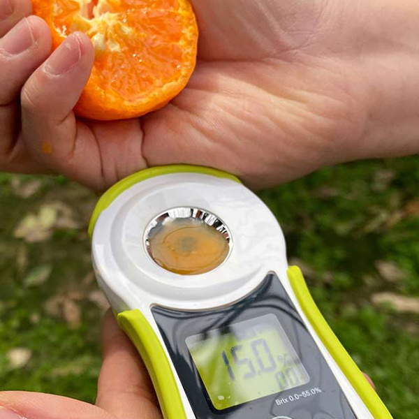 [제주직송] 찐한 카라향 가정용 1.5kg 2.5kg 4.5kg