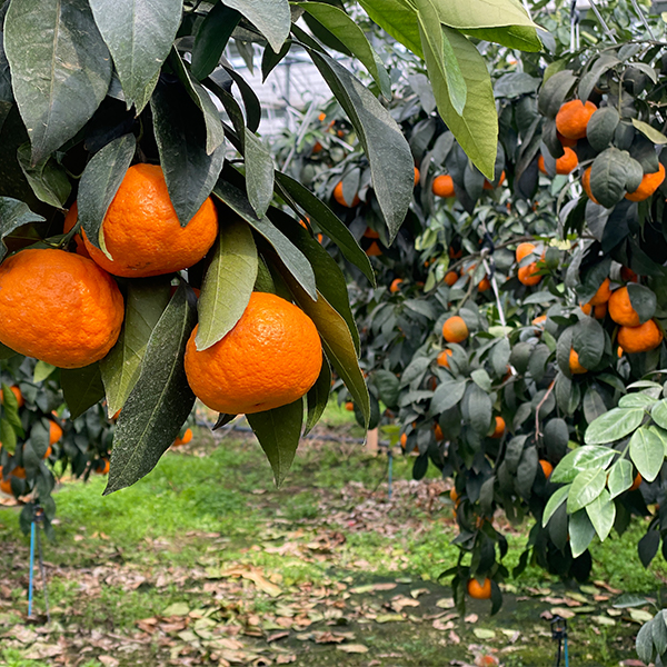 [제주직송] 찐한 카라향 가정용 1.5kg 2.5kg 4.5kg