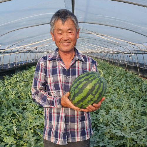고당도 하우스 맛있는 꿀 수박 4kg - 9kg
