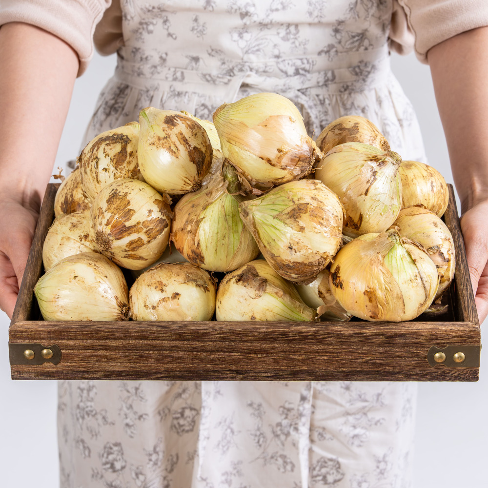 국내산 알싸한 무안 햇양파 3kg 5kg 소/중대