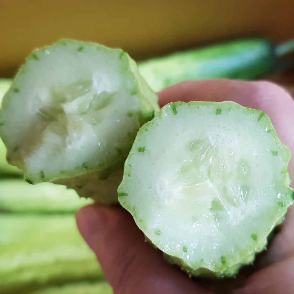 맛있는 품종 백다다기 오이 1kg 3kg