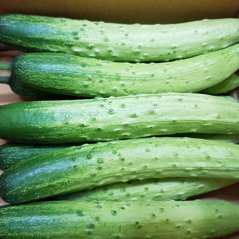맛있는 품종 백다다기 오이 1kg 3kg