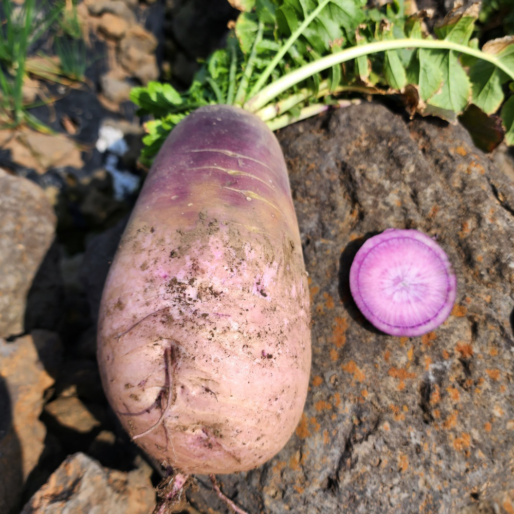 제주 자색무 3kg 5kg