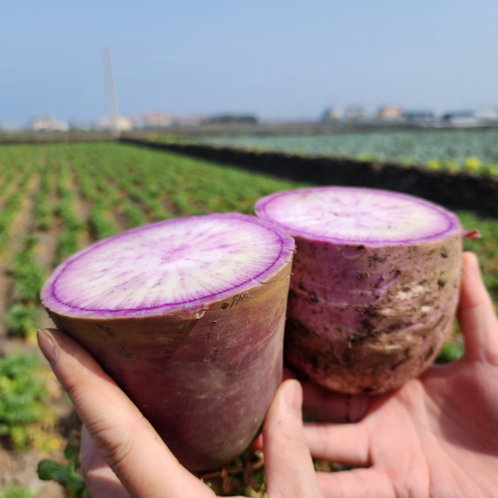 제주 자색무 3kg 5kg