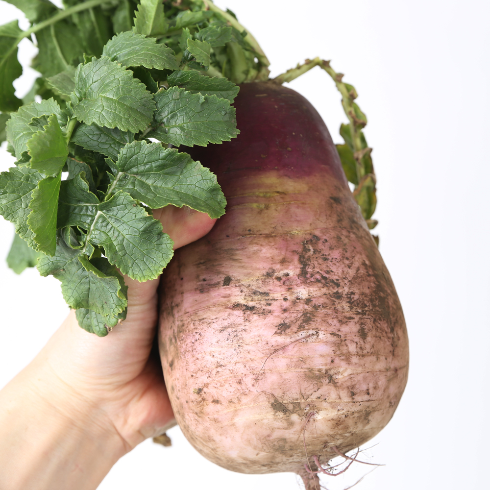 제주 자색무 3kg 5kg