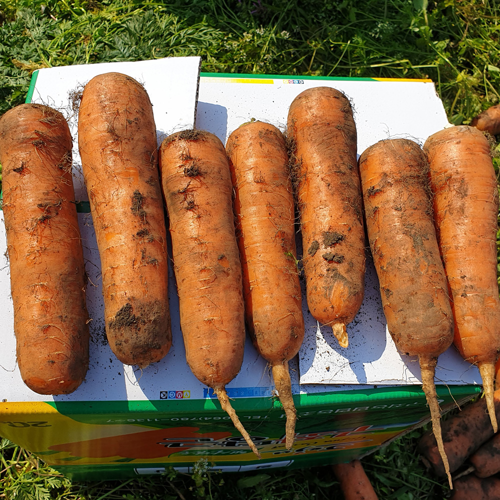 제주 구좌 흙당근 3kg 5kg