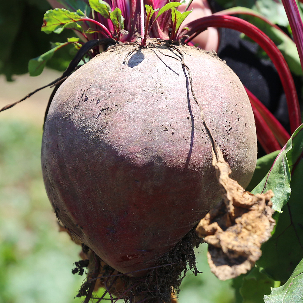 해풍 맞고 자란 제주 레드비트 3kg 5kg
