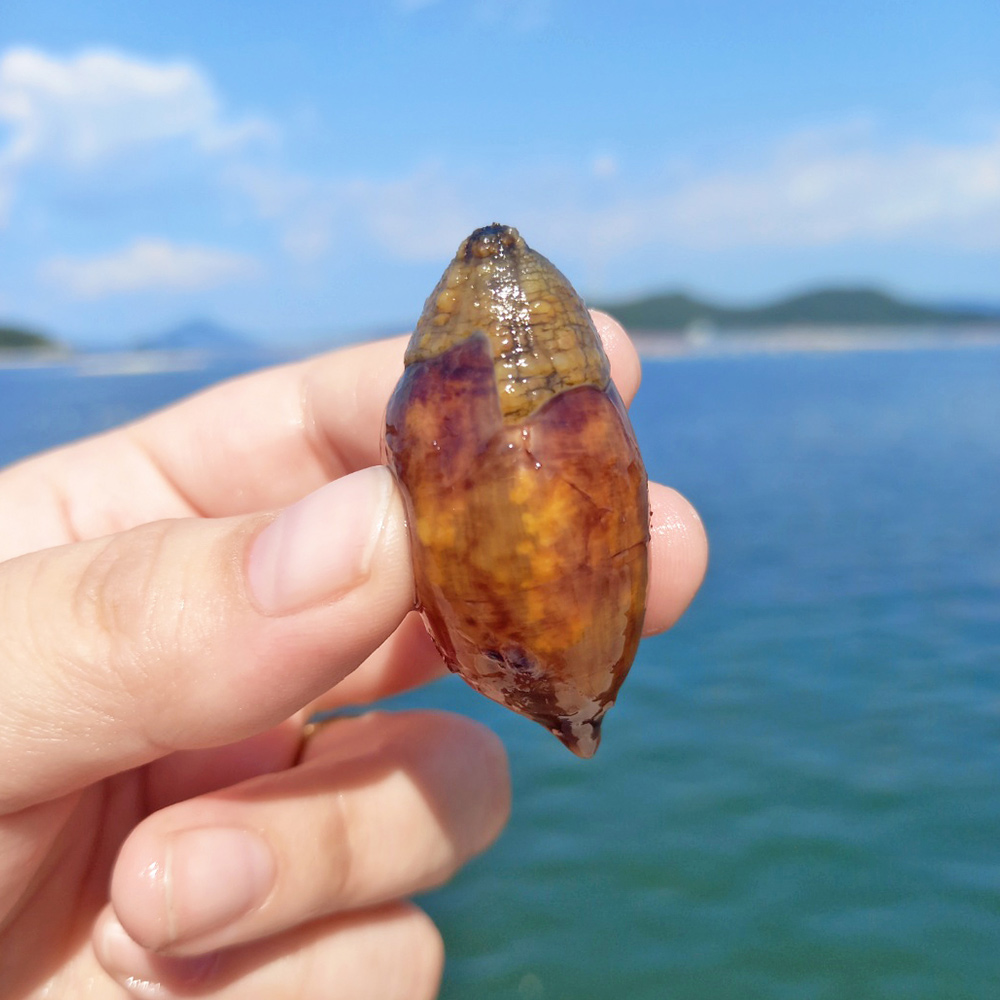 [산지직송] 당일손질 깐미더덕 500g 미더덕회 청정해역 신선한 해산물