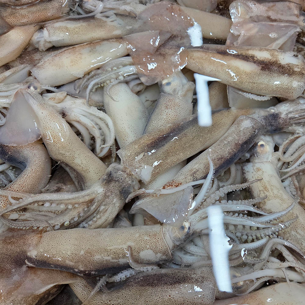 원양산 급냉 총알 오징어 500g-2.5kg
