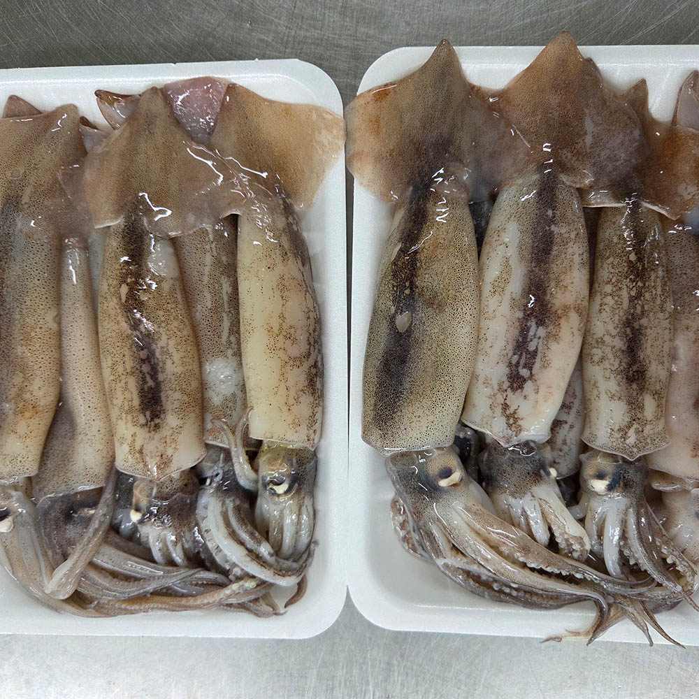 원양산 급냉 총알 오징어 500g-2.5kg