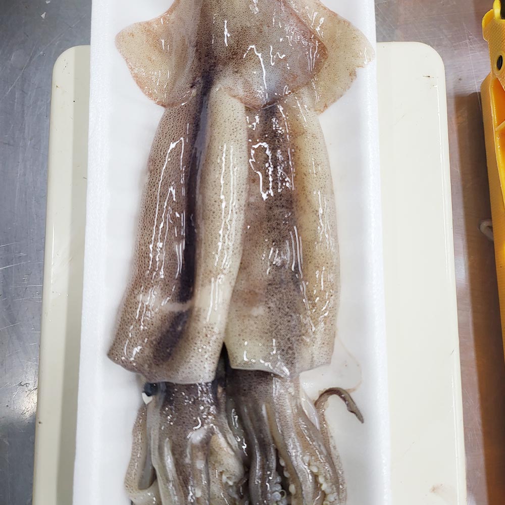 통손질 오징어 소 중 대형 1팩당 270-500Gg 2-5팩