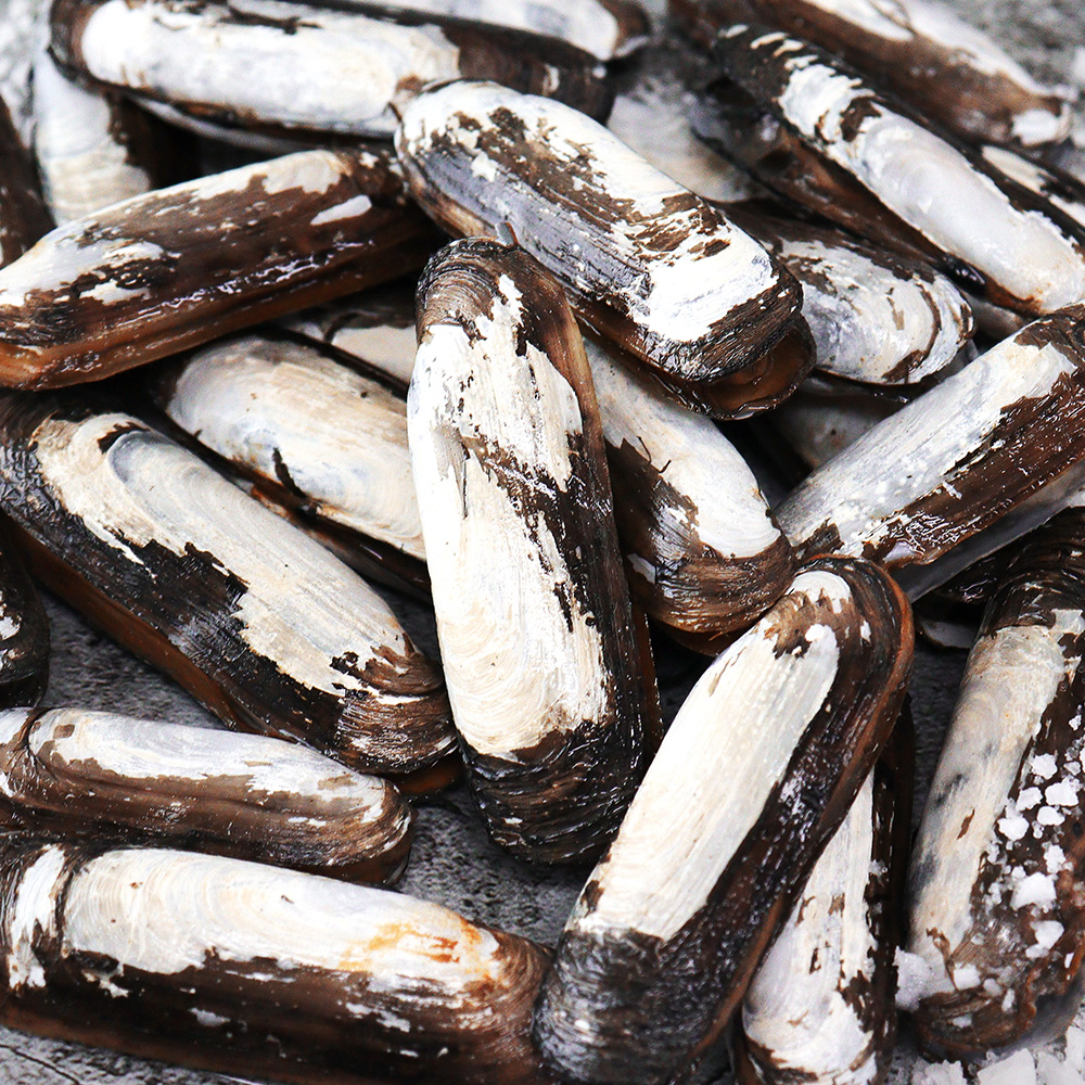 전남 광양 자연산 맛조개 가리맛조개 갯벌채취 죽합 참맛 당일조업 해수세척