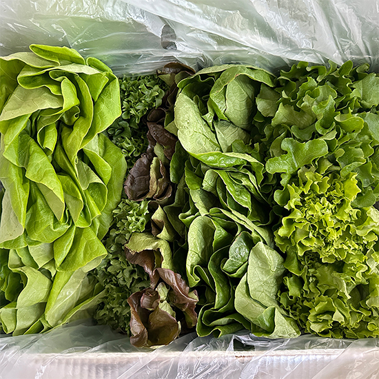 아삭아삭 유러피안 샐러드 쌈채소 1kg(4-6종)