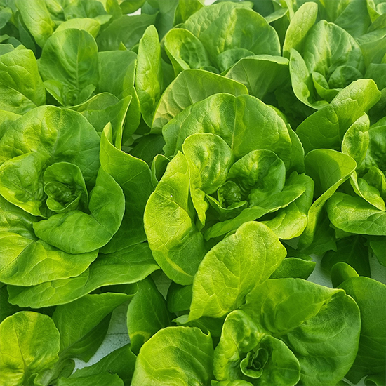 아삭아삭 유러피안 샐러드 쌈채소 1kg(4-6종)