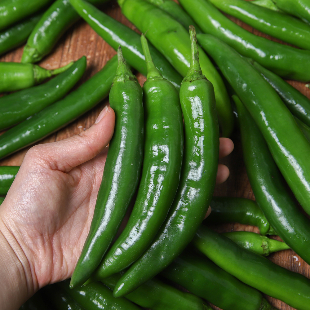 청양고추 오이고추 1kg 10kg