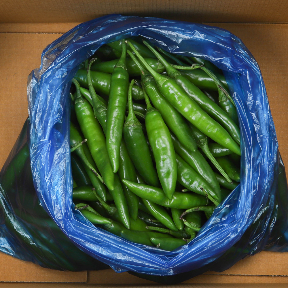 청양고추 오이고추 1kg 10kg