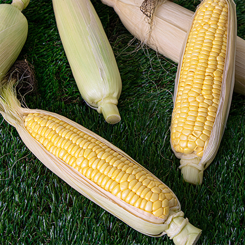 [첫출하] 달콤달콤 초당옥수수_상등급(10cm-15cm) [5개/10개/20개]