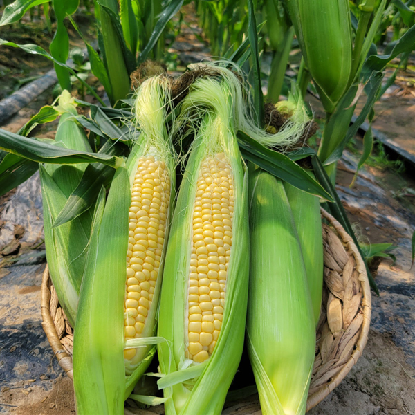 [첫출하] 달콤달콤 초당옥수수_상등급(10cm-15cm) [5개/10개/20개] 대표이미지 섬네일